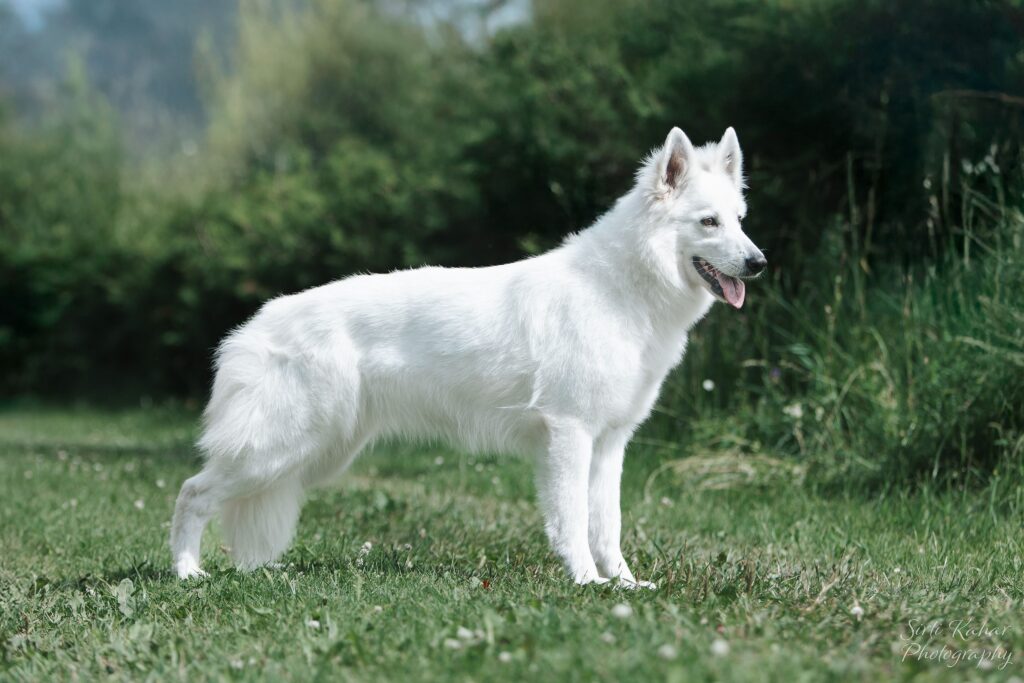 Estrellest White Fantasy Fidzy