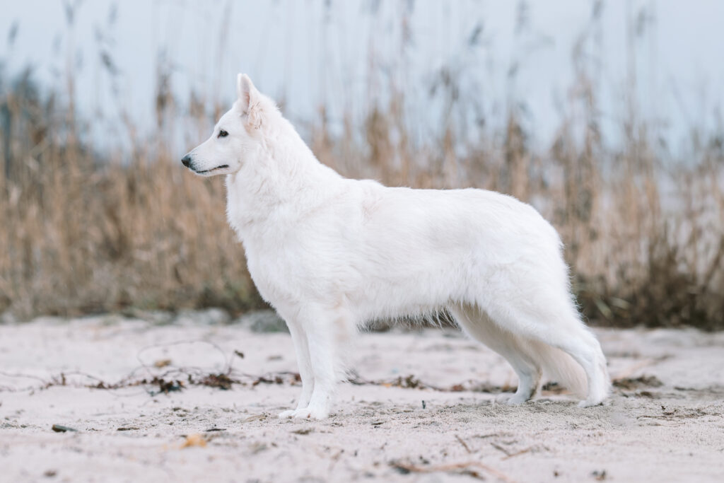 Yadiel Jamilstar Gracey