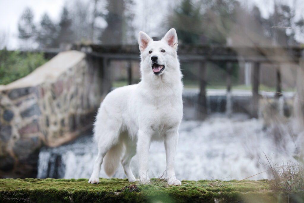 Estrellest White Fantasy Flammy