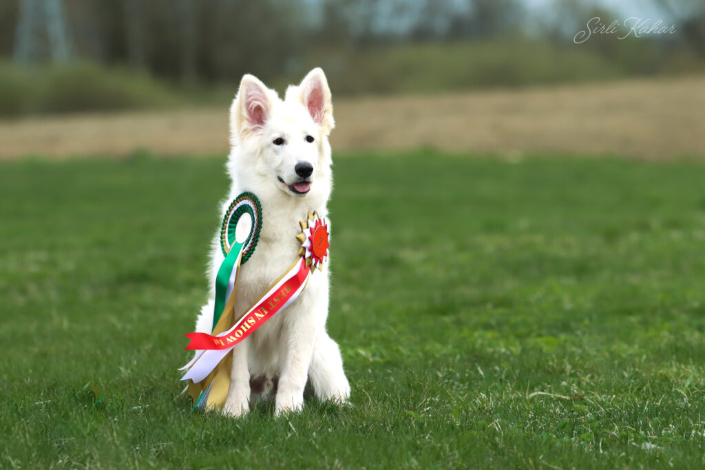 Estrellest White Be Lucky Jack